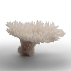 Alabaster Spire Coral Crystal