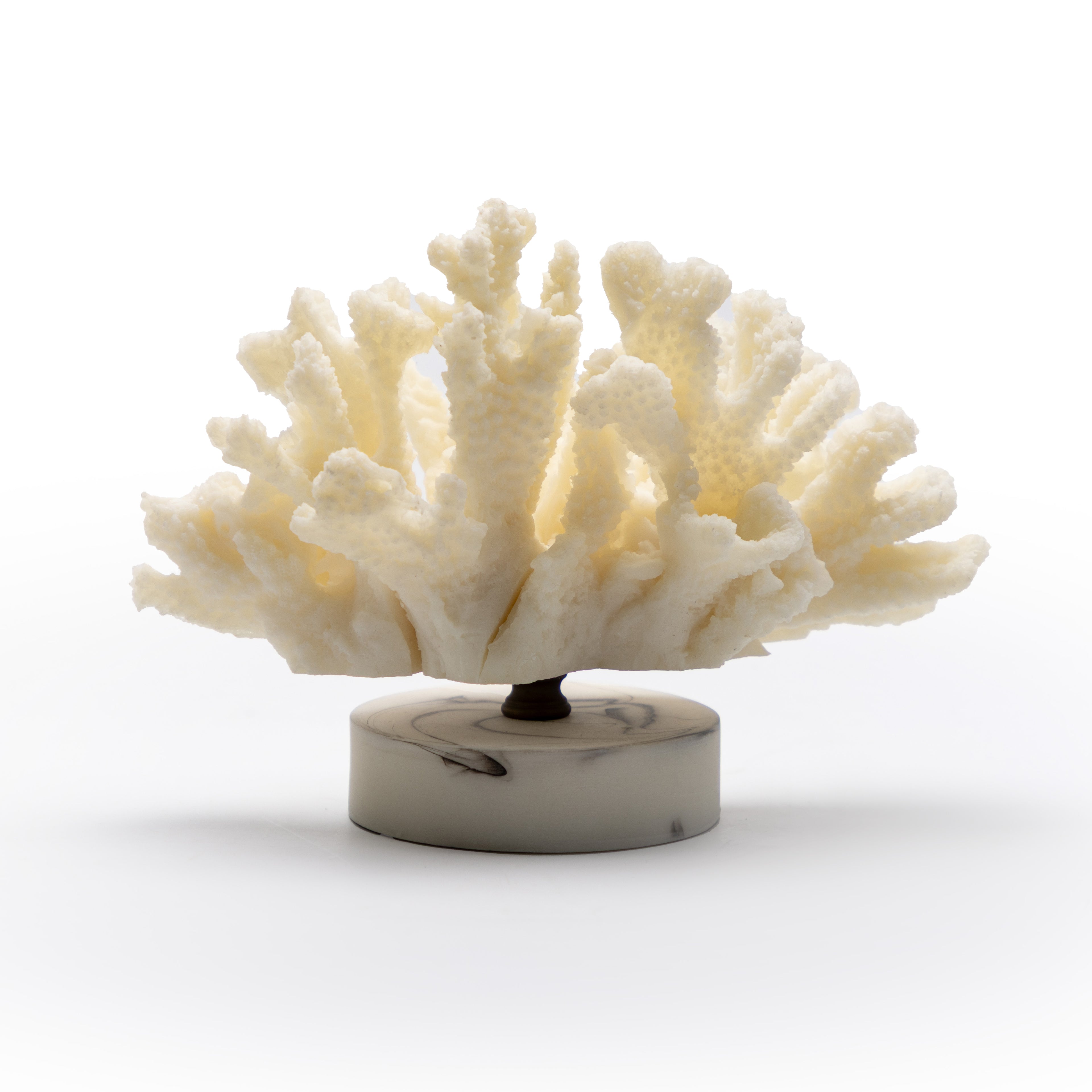 Marine Coral