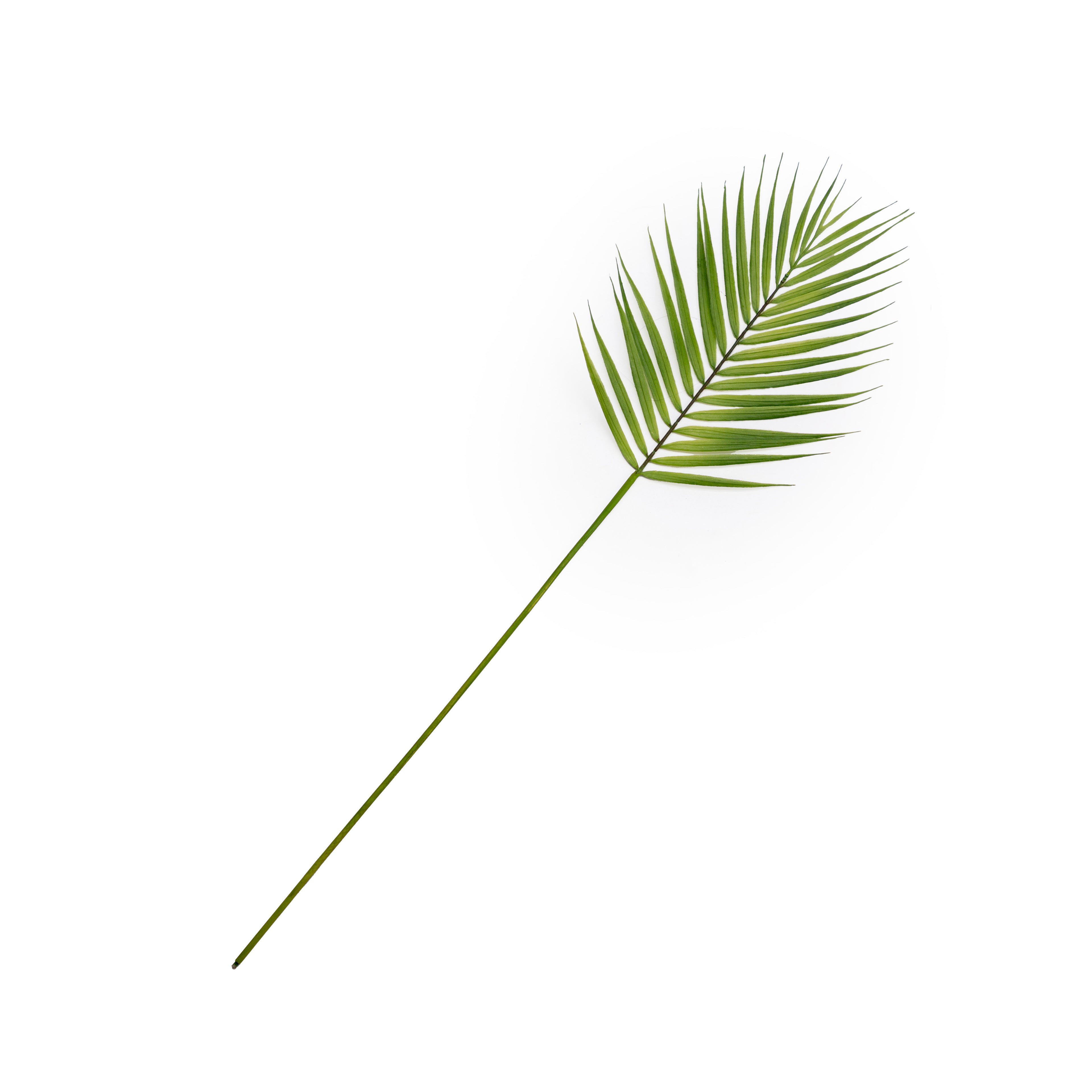 Palm Leaves