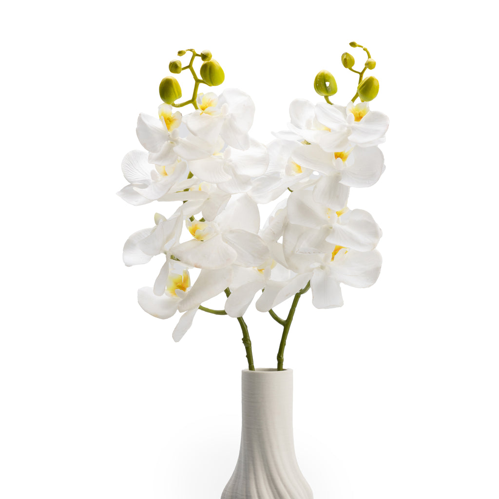 White Orchids