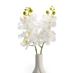 White Orchids